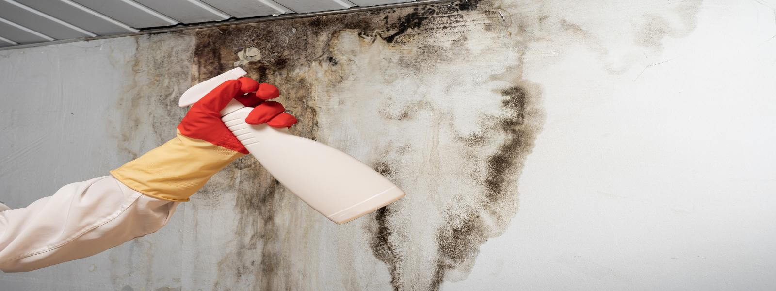 Mould Remediation Services in Scunthorpe